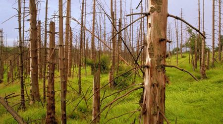 Acid Rain Was Once a Huge Environmental Scare but Here’s Why You Rarely Hear About It Now