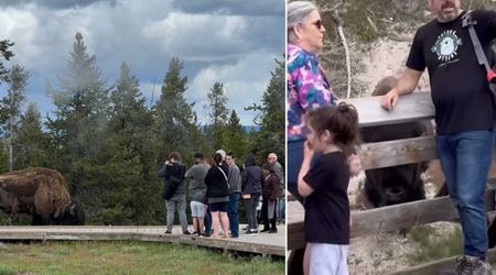 Yellowstone Tourists With Kids Caught On Video Getting Dangerously Close to a Wild Animal