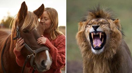 Mom Donates Her Daughter’s Pet Horse To Be Eaten by Lions at the Zoo So 'Nothing Goes To Waste'