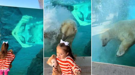 Polar Bear Surprises a Little Girl With Close Encounter in Zoo — But Not Everyone Finds It Cute