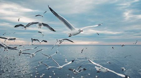 Scientists Just Confirmed What Beachgoers Always Suspected About Seabirds
