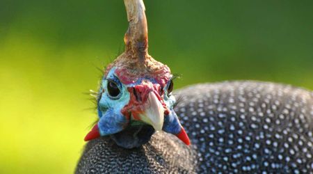 These African Birds Were Seen Panting Like Dogs And Scientists Finally Know Why