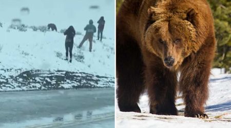 Yellowstone Tourists Risk Their Lives by Getting Way Too Close to Wildlife — All Just for Photos