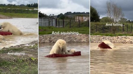 Zookeeper Builds a Raft for Polar Bear Family — and They Seemed to Enjoy Every Moment of It