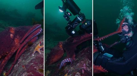 Surreal Footage Shows a Massive 12-Foot Octopus Wrapping a Diver in an Unexpected 'Hug'