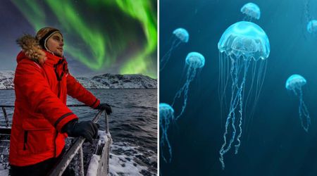 What Really Happens to Wildlife During the Arctic Polar Night? A Marine Biologist Explains