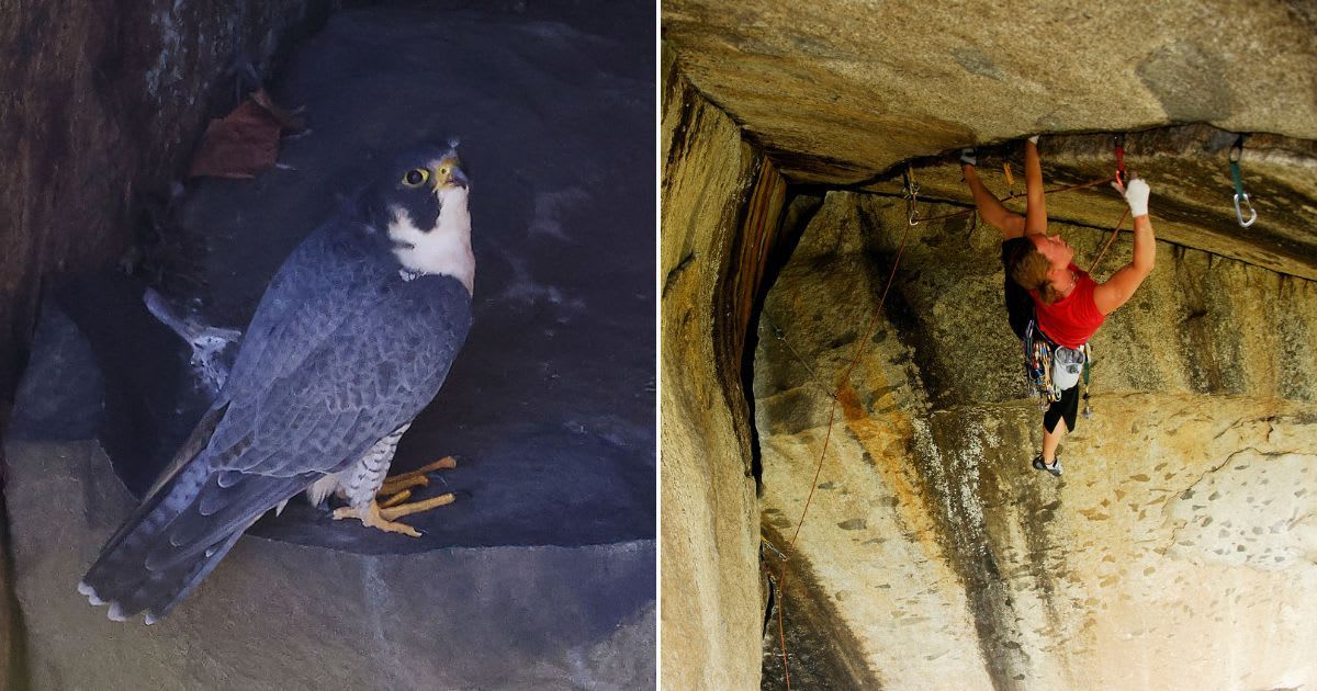 (L) A Peregrine falcon sitting on a cliff; (R) A person climbing a rock in Yosemite Valley. (Representative Cover Image Source: Getty Images | (L) Bruce Bennett; (R) Rich Wheater)