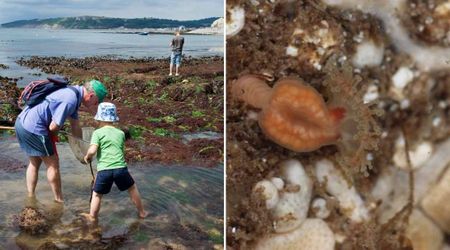 Tourist Who Was Rock Pooling Stumbles Upon Rare Creature That Wasn’t Seen for Nearly 50 Years