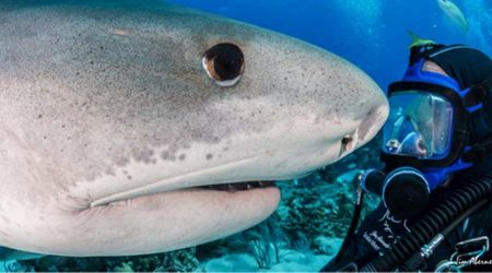 Surreal Footage Shows Wild Tiger Shark’s Reaction to Seeing Her Favorite Human After a Year