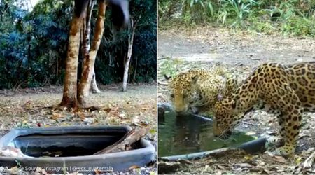 Deep in Guatemala’s Wilderness, Motion Cameras Captured Something Heartbreaking