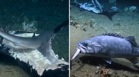 Chilling Footage Shows Baby Sharks Feasting Upon a Fish Carcass — Then Comes a Dramatic Plot Twist
