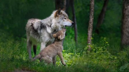 Scientists Notice Unusual Movement Among Yellowstone’s Wolves — And Their Pups Were Involved Too