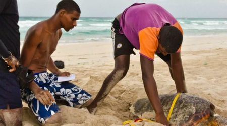 They Once Poached Wildlife — Today, They Are Protecting Sea Turtles From Extinction