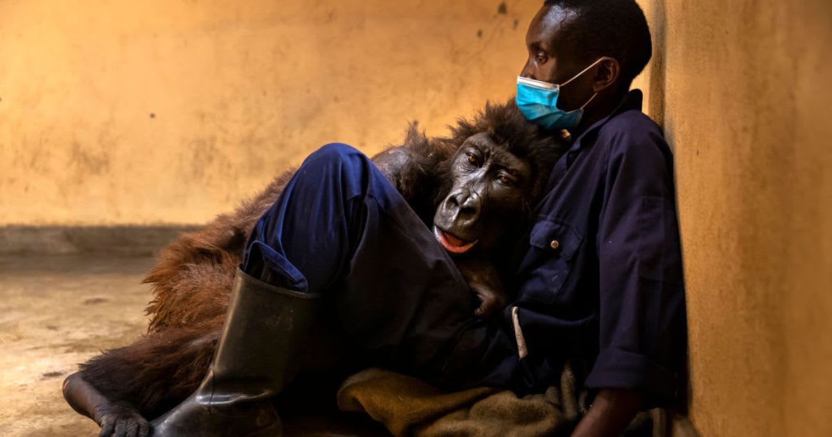 An image of the mountain gorilla with her rescuer. (Cover Image Source: Facebook | Virunga National Park)