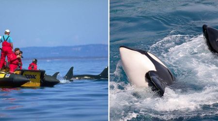 Killer Whales Are Attacking Boats in Spain And Turns Out, They Are Actually Playing a Game