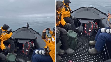 Antarctic Penguin Hitches Ride on a Tourist Boat — And It Probably Saved Its Life