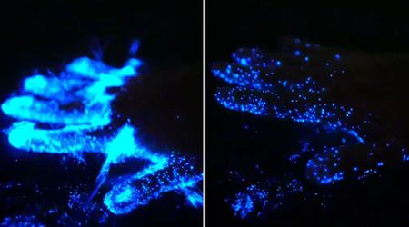 Man Dipped His Hand Into Florida’s River Water — It Came Out Covered in Glowing Specks of Blue