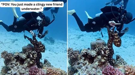 Surreal Moment Shows a Clingy Octopus Refusing to Let Go of a Diver’s Hand