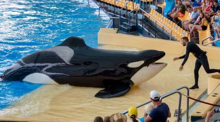 A Killer Whale Learned To Say ‘Hello’ and 'Bye Bye' — and The Sound Is Oddly Terrifying