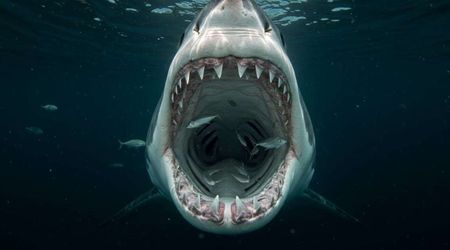 Researchers Say Sharks Are Losing Their Bite — And It’s a Bigger Problem Than You Think