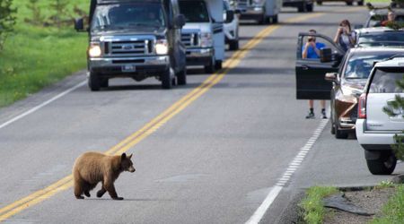Yellowstone Officials Warn Visitors To Carry a Key Item As Hungry Bears Prepare for Winter