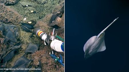 Scientists Find Ancient Volcano Active Beneath the Sea — And Something Incredible Covers It