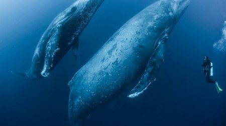 What Do Whales And Wolves Have In Common? This Surreal Video Reveals an Unexpected Link