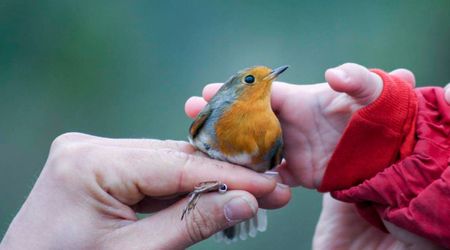 Ever Wondered Why Robins Avoid Your Bird Feeders? You Might Be Making This Common Mistake