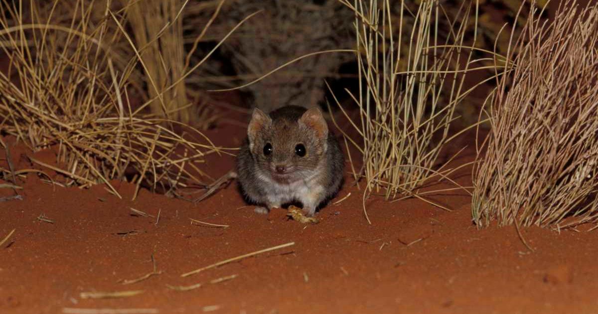 A marsupial called ampurta, a species of mulgara, lives in Desert Springs. (Representative Cover Image Source: Getty Images | Jason Edwards)