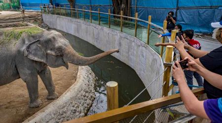 After Spending 40 Stressful Years In Captivity, Charlie the Elephant Finally Tastes Freedom