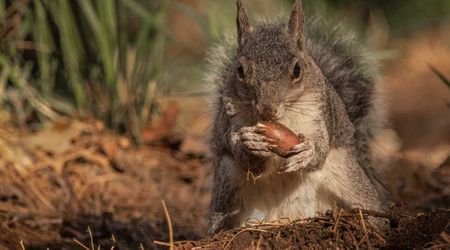 Yosemite National Park Is Facing a Growing Issue From a Surprisingly Small Animal