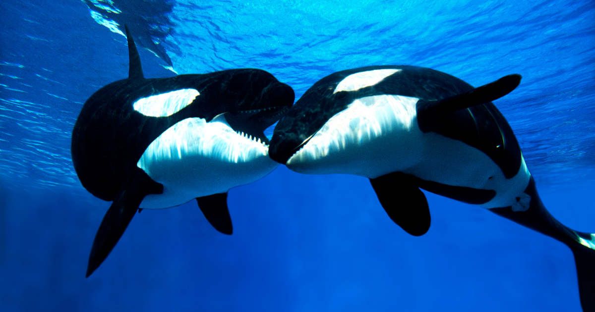 Two killer whales kissing underwater. (Representative Cover Image Source: Getty Images | slowmotiongli)