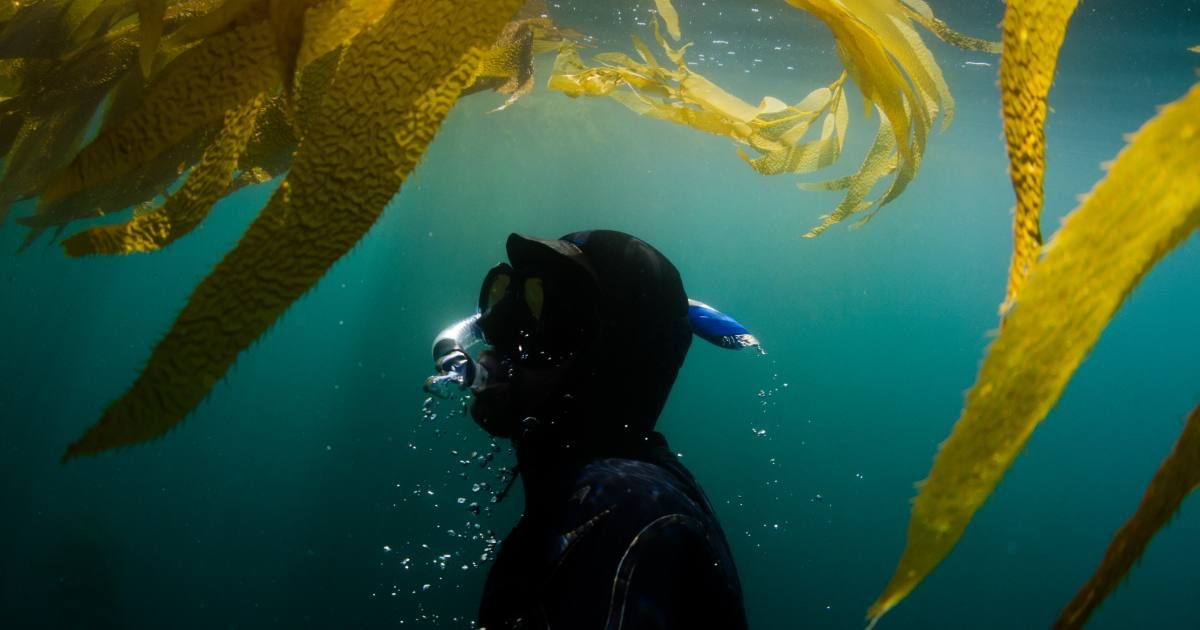 A diver emerges from beneath the ocean waters (Representative Cover Image Source: Getty Images | VAWiley)
