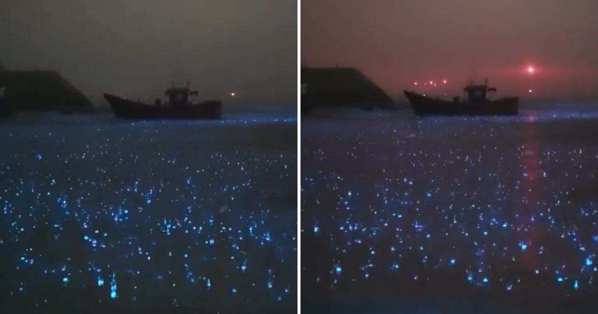 Video shows what bioluminescence looks like in the rain on Mosquito Bay (Cover Image Source: X | @ciencia__infusa)
