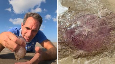 Dozens of Rare ‘Pink Meanie’ Jellyfish Wash Up on Texas Shores — and Experts Know Why