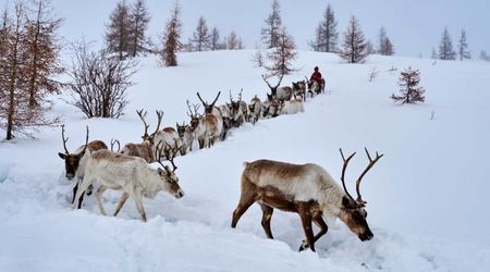 Scientists Spent 4 Years Tracking Reindeers in Finland — What They Found Changes Everything
