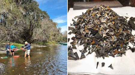Man Makes Stunning Discovery in Florida River — A Hidden Goldmine of Ancient Shark Teeth