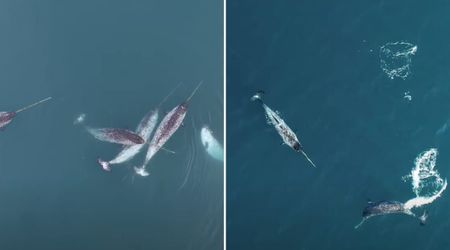 Stunning Drone Video Captures The ‘Unicorn of the Sea’ Engaging in Playful Behavior