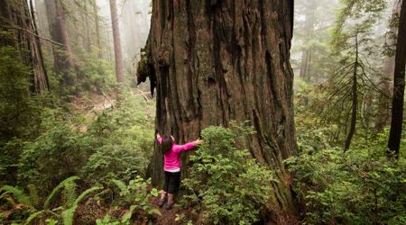 A National Park in California Has Become The Victim of a Bizarre Theft Problem