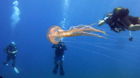 Experts Capture Stunning Footage Of an Arctic Jellyfish Thriving Under the Ice