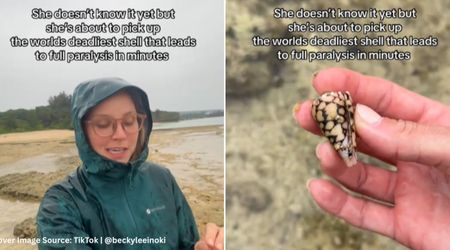 Woman Picks up a 'Pretty Shell' on Beach — Then She Saw The Dangerous Creature Inside