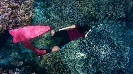 Mass Coral Die-Offs Everywhere Prove That Earth’s Climate Is No Longer Suitable to Sustain Them