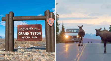 Drivers in Grand Teton Are Urged to Keep a Distance From Wild Moose After a Series of Reckless Incidents