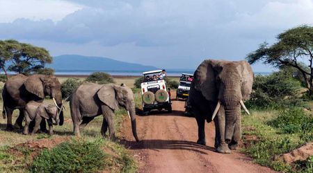 Scientists Find Surprising Cause of African Elephant Mass Deaths — and Humans Aren’t To Blame