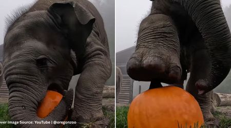 Elephants Smash Pumpkins at Oregon Zoo During a Fall Event — but One Calf Decided to Play Ball With It