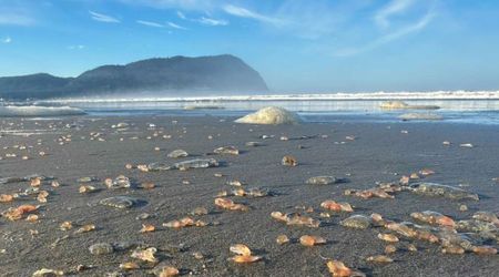 Thousands of Sea Cucumbers Have Washed Ashore in Oregon’s Coastal Town — and Experts Know Why