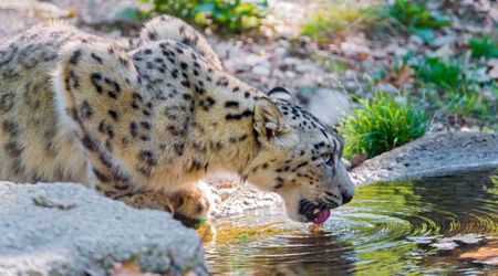 Scientists Tested Water From a River in Bhutan — and It Revealed Traces of an Endangered Predator