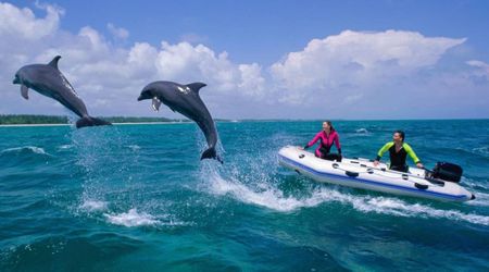 Life Span of North Atlantic Female Dolphins Has Reduced by 7 Years — Researchers Finally Know Why