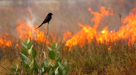 Forest Wildfires Are Now More Intense Than Ever — But Some Birds Are Using Them to Their Advantage
