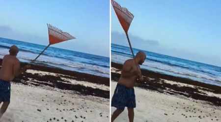 Beachgoer Steps in To Save Hundreds Of Baby Sea Turtles Using a Simple Household Tool